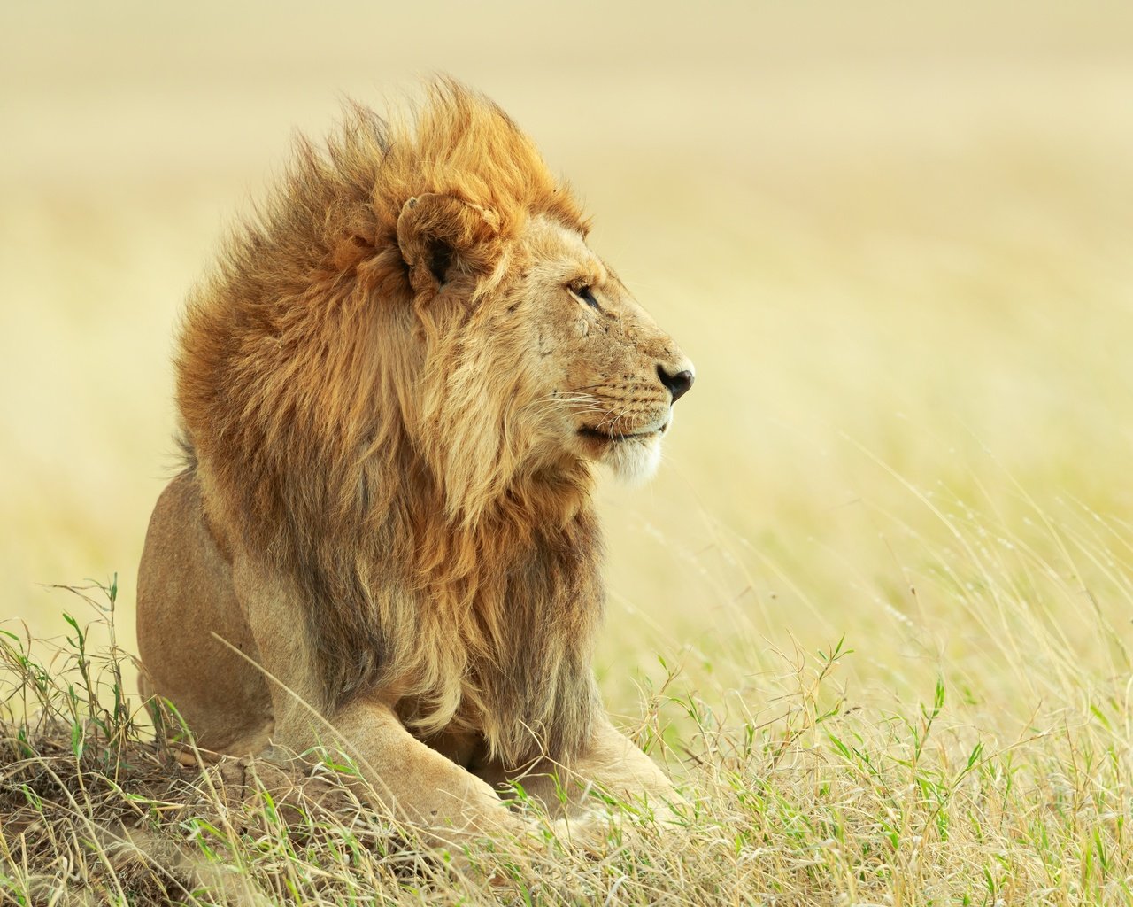 Обои лев, leo разрешение 3600x2400 Загрузить