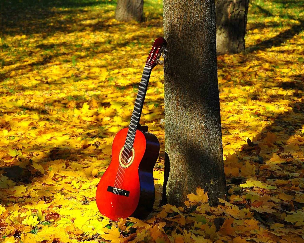 Обои природа, листья, гитара, листва, осень, струны, nature, leaves, guitar, foliage, autumn, strings разрешение 5120x3200 Загрузить