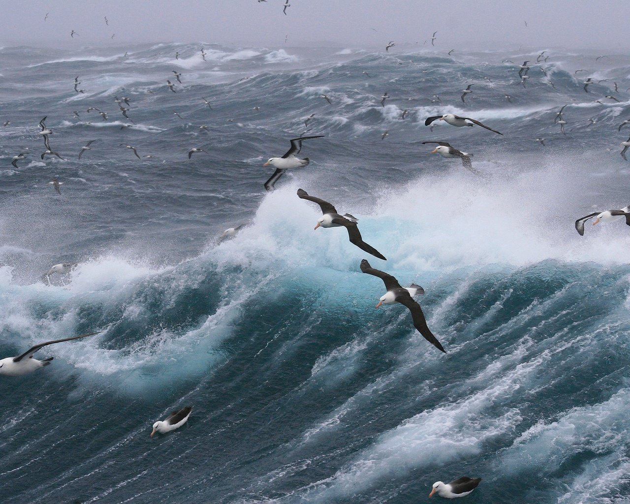 Обои волны, море, полет, птицы, чайки, шторм, wave, sea, flight, birds, seagulls, storm разрешение 2880x1920 Загрузить