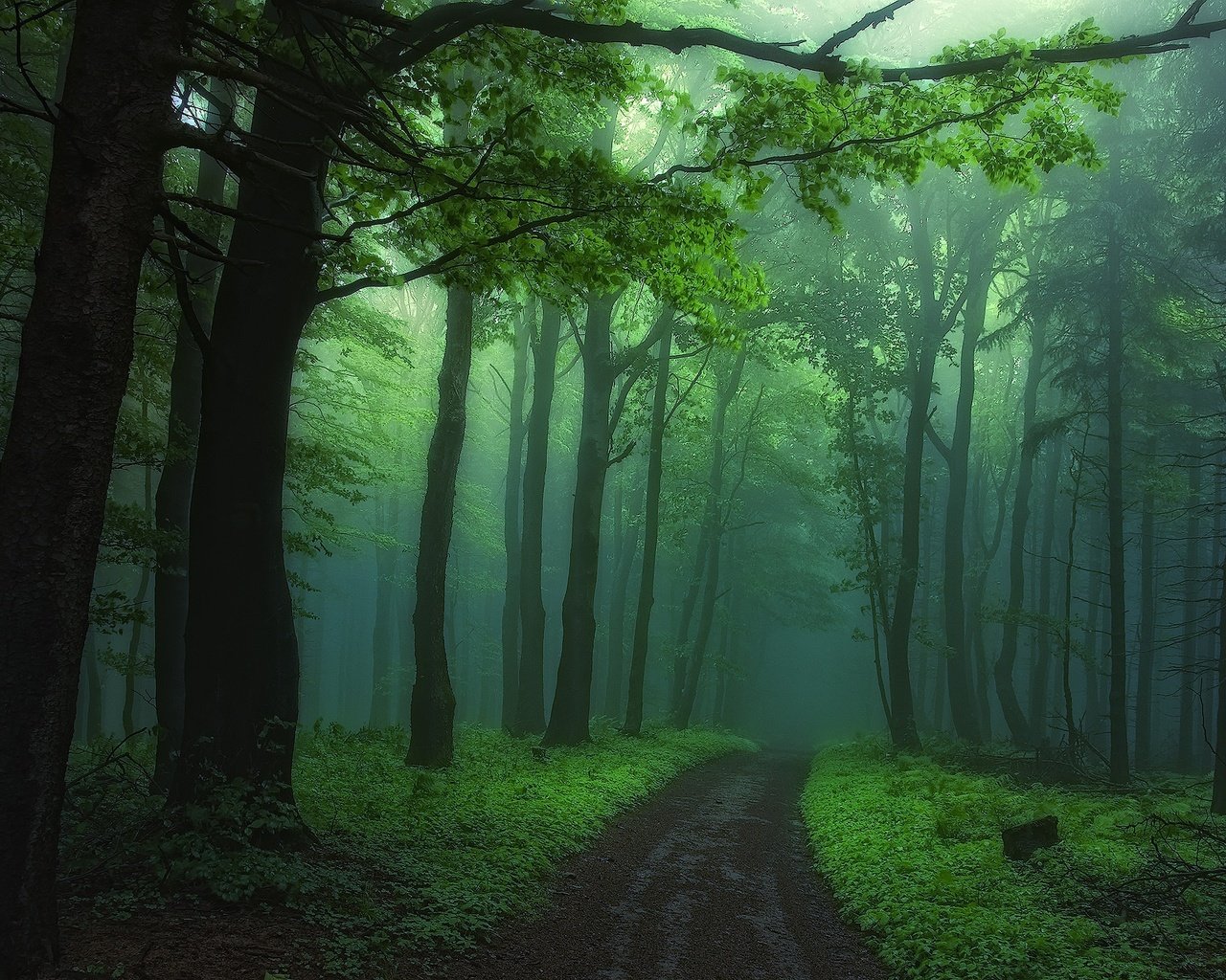 Обои дорога, деревья, природа, лес, туман, road, trees, nature, forest, fog разрешение 1920x1275 Загрузить