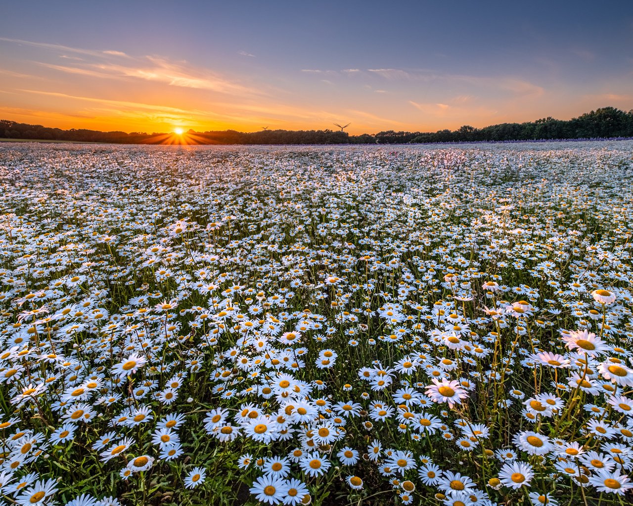 Обои цветы, закат, пейзаж, поле, ромашки, ромашковое поле, flowers, sunset, landscape, field, chamomile, chamomile field разрешение 1920x1280 Загрузить