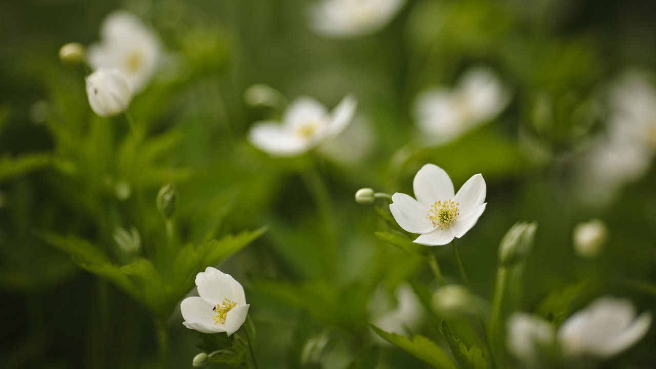 Обои цветы, трава, белые, зеленая, flowers, grass, white, green разрешение 1920x1080 Загрузить
