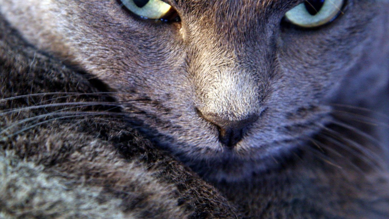 Обои кот, мордочка, усы, взгляд, кошак, пренебрежение, cat, muzzle, mustache, look, koshak, neglect разрешение 1920x1440 Загрузить