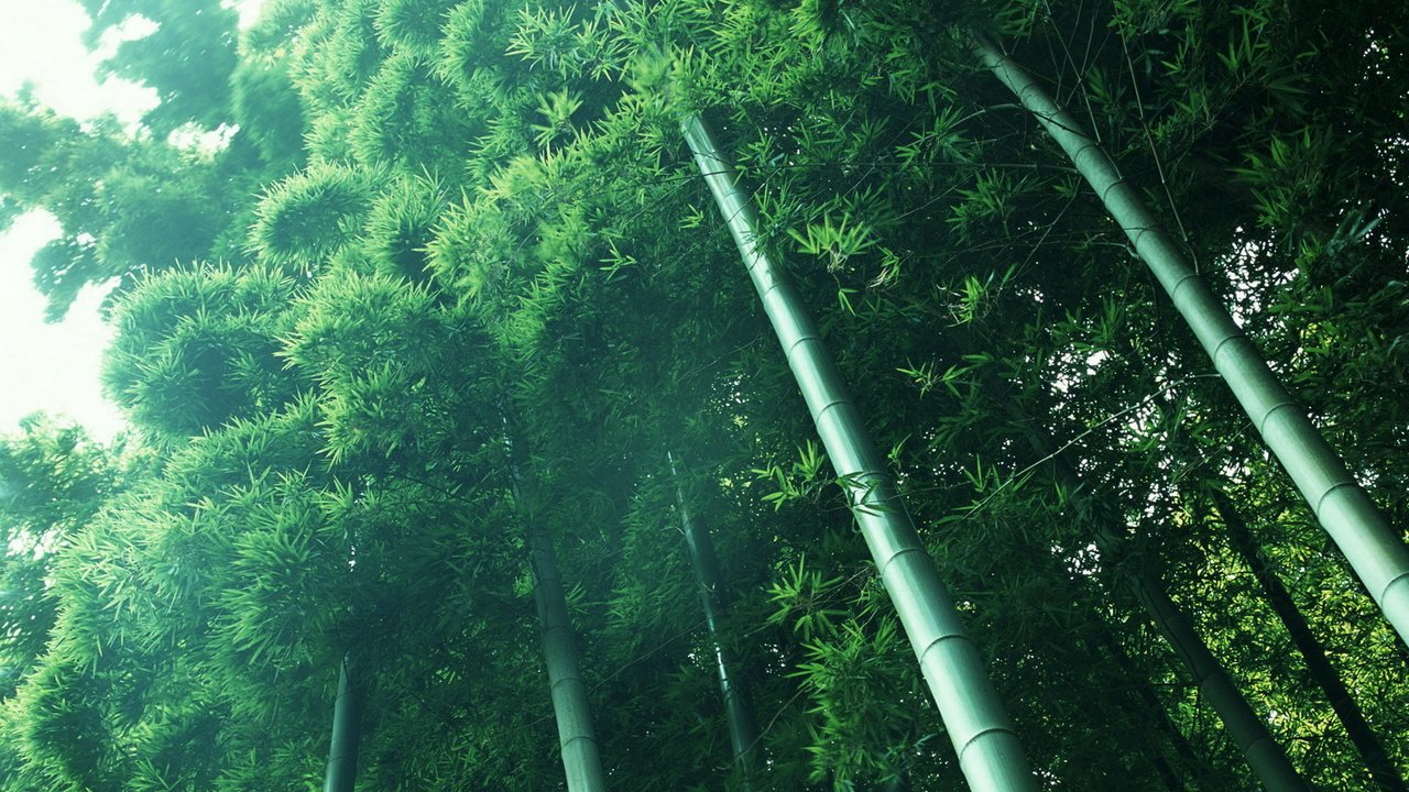 Обои свет, растения, зелёный, бамбук, light, plants, green, bamboo разрешение 2048x1280 Загрузить