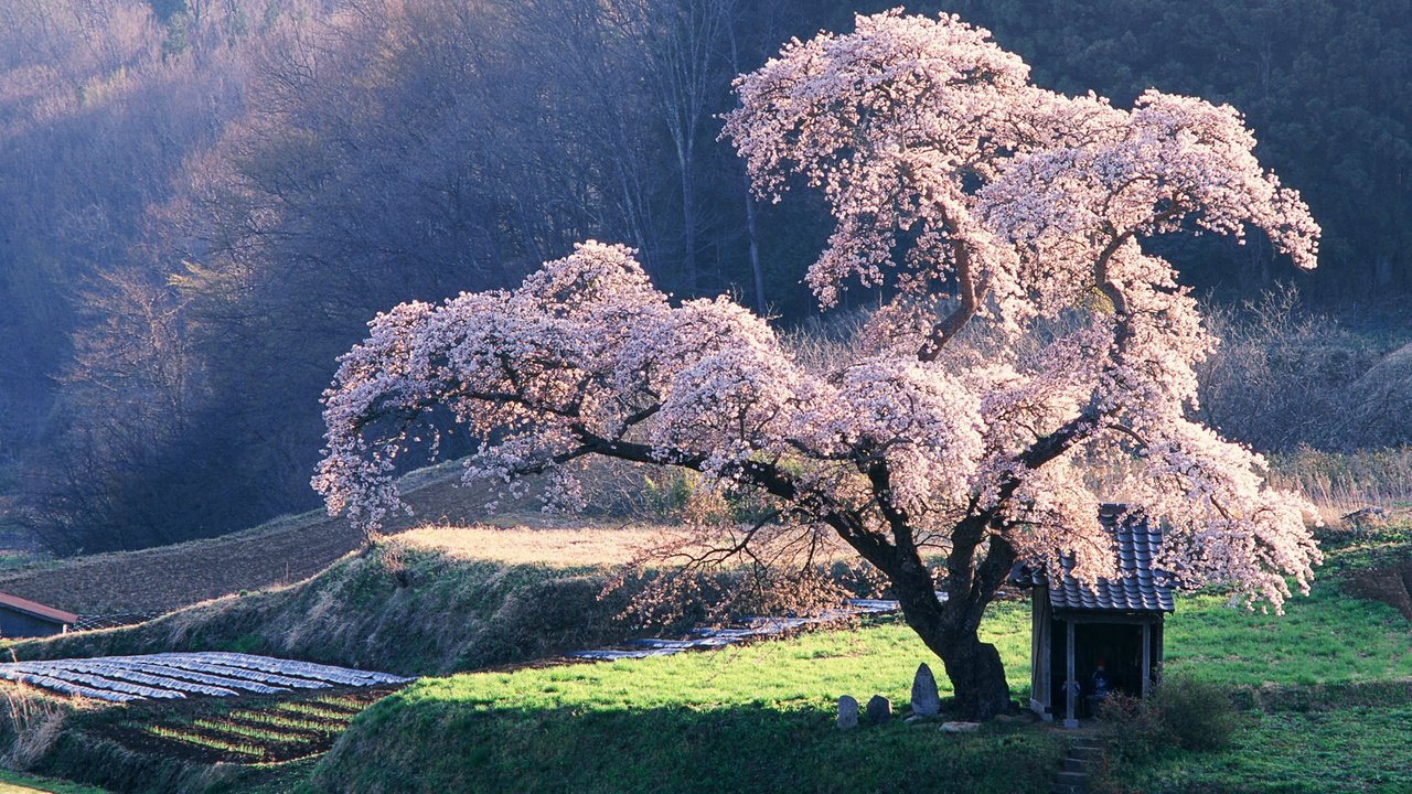 Обои дерево, сакура, клозет, tree, sakura, the closet разрешение 1920x1200 Загрузить