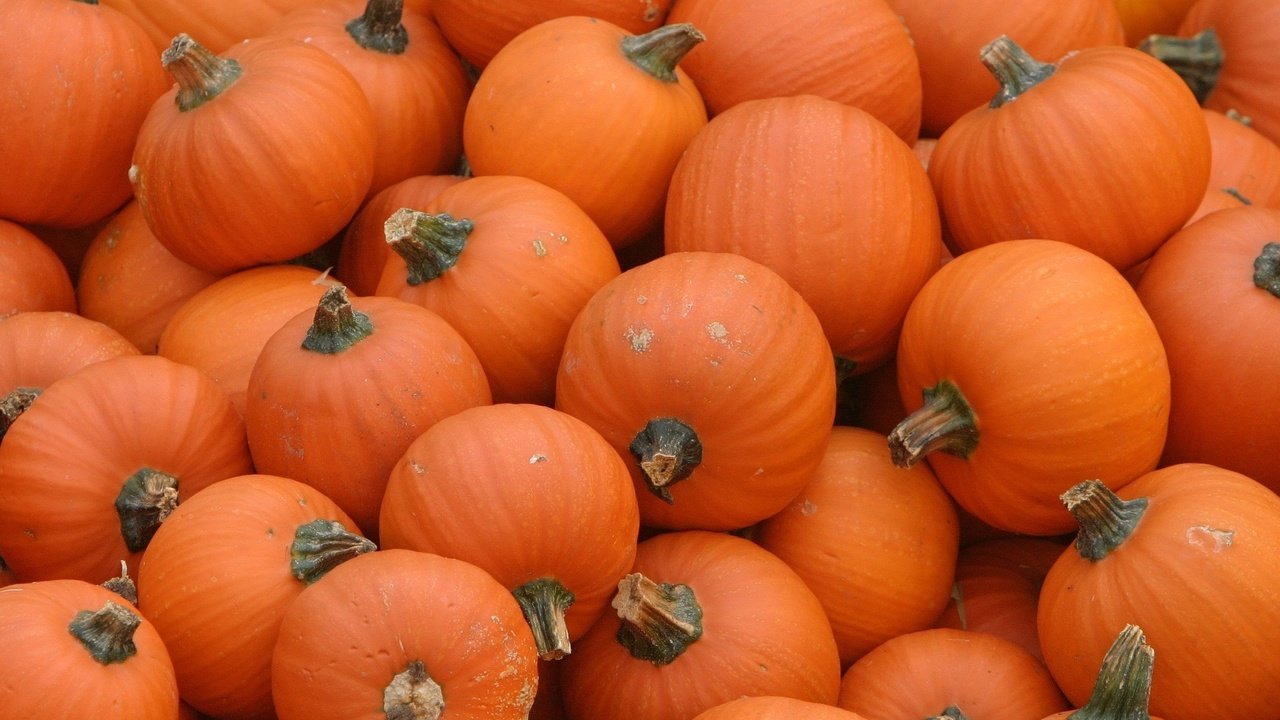 Обои оранжевый, тыквы, pumpkins, orange, pumpkin разрешение 1920x1200 Загрузить