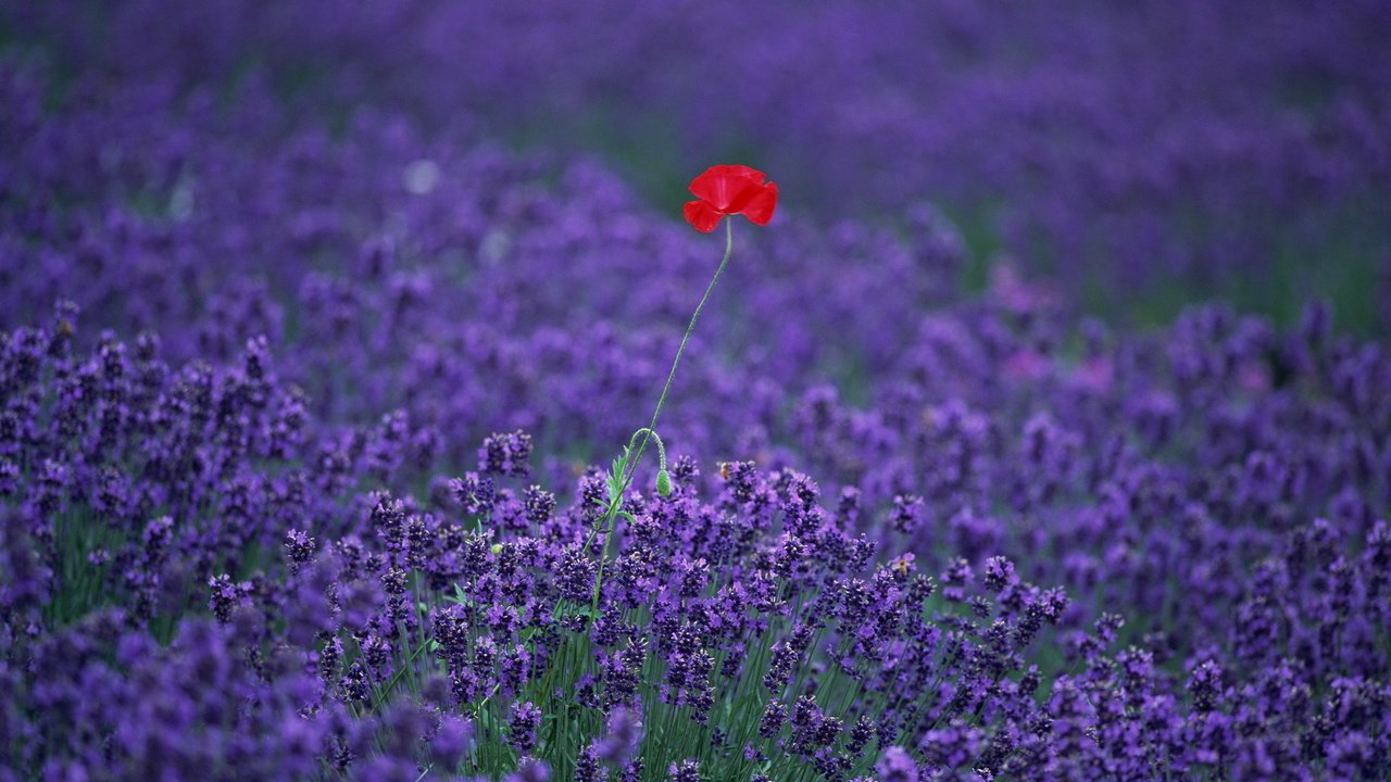 Обои цветы, поле, лаванда, мак, flowers, field, lavender, mac разрешение 1920x1363 Загрузить