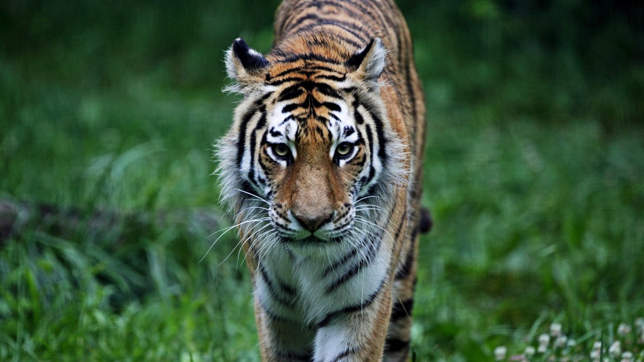 Обои тигр, трава, лес, хищник, животное, кошки, киска, животно е, tiger, grass, forest, predator, animal, cats, pussy, animals разрешение 2560x1600 Загрузить