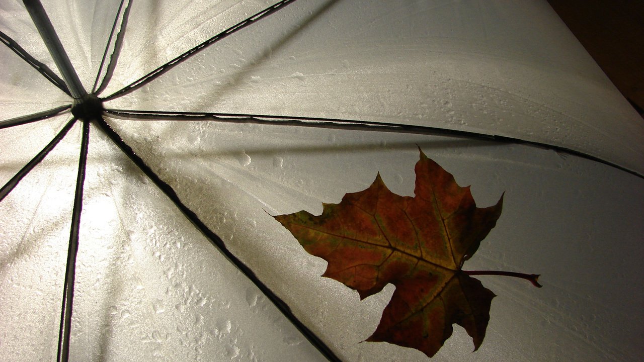 Обои обои, лист, дождь, разное, зонтик, погода, leav, wallpaper, sheet, rain, different, umbrella, weather разрешение 2560x1600 Загрузить