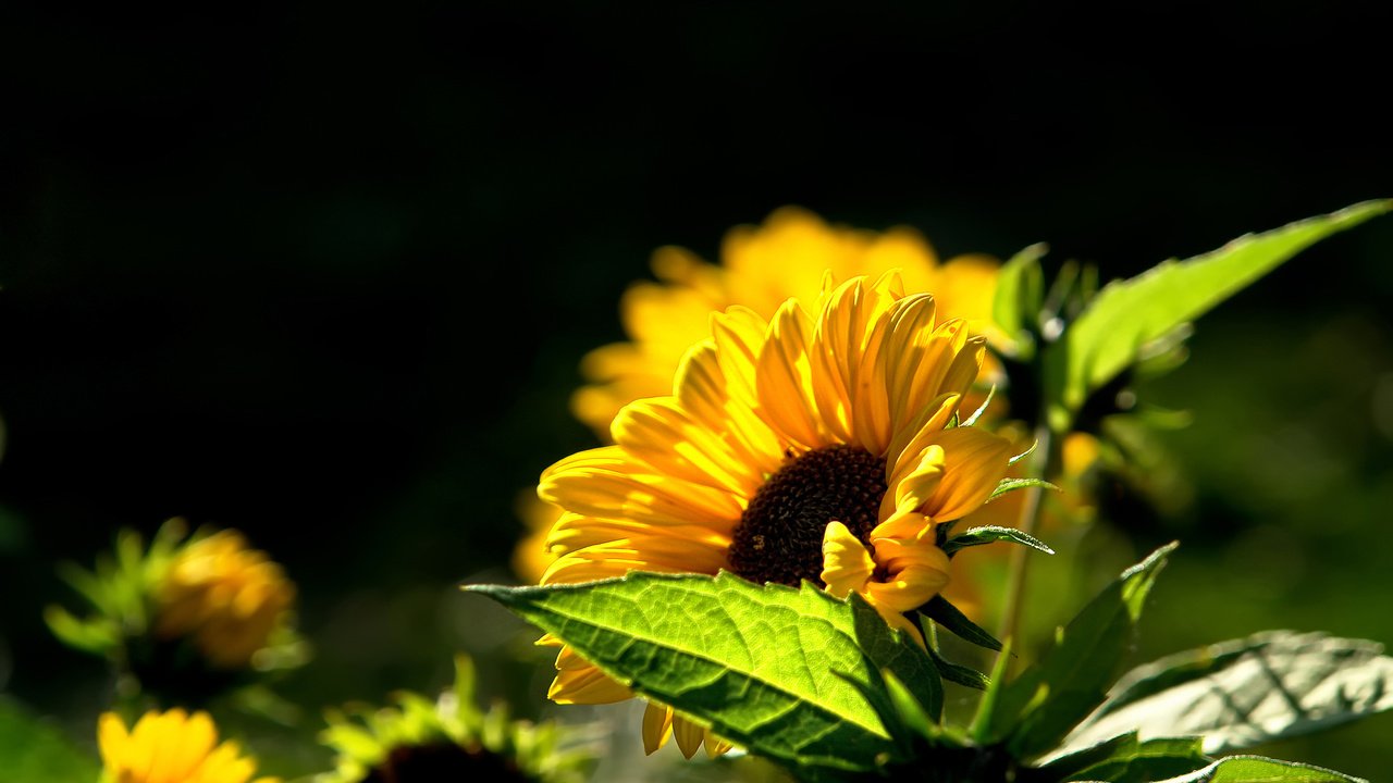 Обои лето, подсолнух, тепло, summer, sunflower, heat разрешение 1920x1200 Загрузить