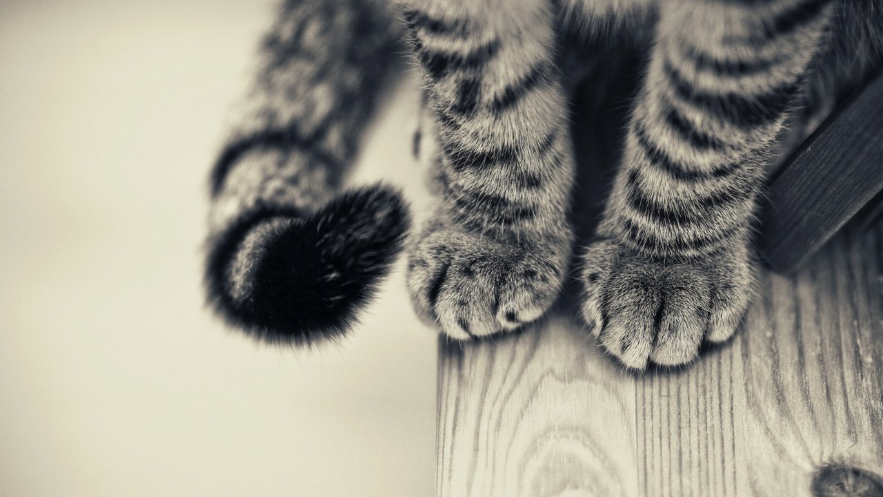 Обои кот, лапы, чёрно-белое, стол, хвост, крупным планом, cat, paws, black and white, table, tail, closeup разрешение 2560x1600 Загрузить