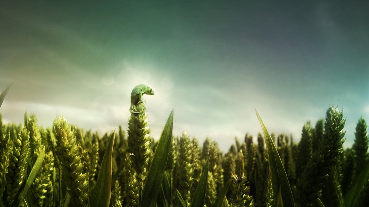 Обои зелёный, поле, ящерица, пшеница, green, field, lizard, wheat разрешение 2560x1600 Загрузить