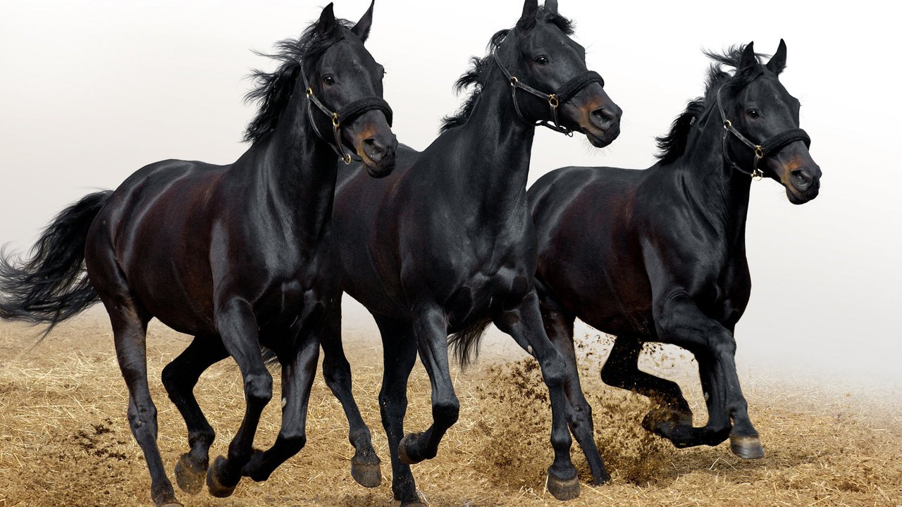 Обои фото, животные, лошади, кони, photo, animals, horse, horses разрешение 2560x1600 Загрузить
