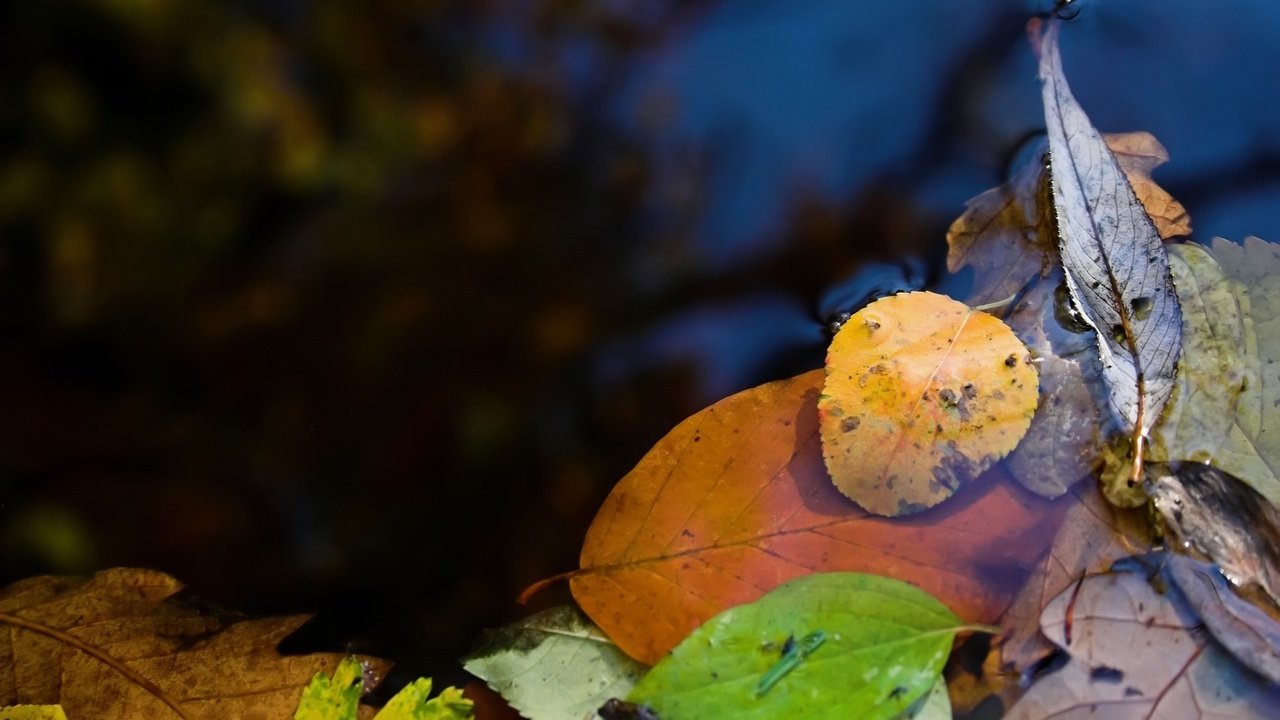 Обои вода, природа, макро фото, листья, лужа, water, nature, macro photo, leaves, puddle разрешение 2560x1600 Загрузить