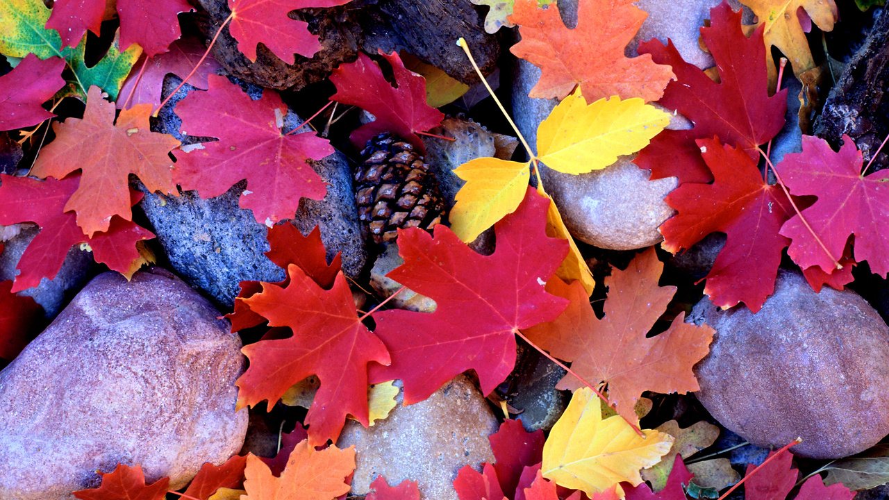 Обои камни, листья, осень, клен, шишки, stones, leaves, autumn, maple, bumps разрешение 2840x1874 Загрузить