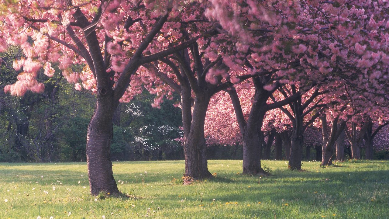 Обои цветы, трава, деревья, лес, красота, поляна, весна, flowers, grass, trees, forest, beauty, glade, spring разрешение 2560x1600 Загрузить