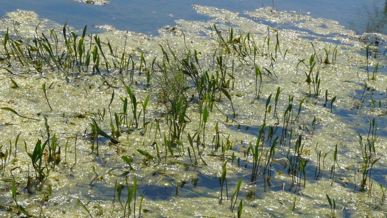 Обои лето зелень озеро, summer greens lake разрешение 1920x1082 Загрузить