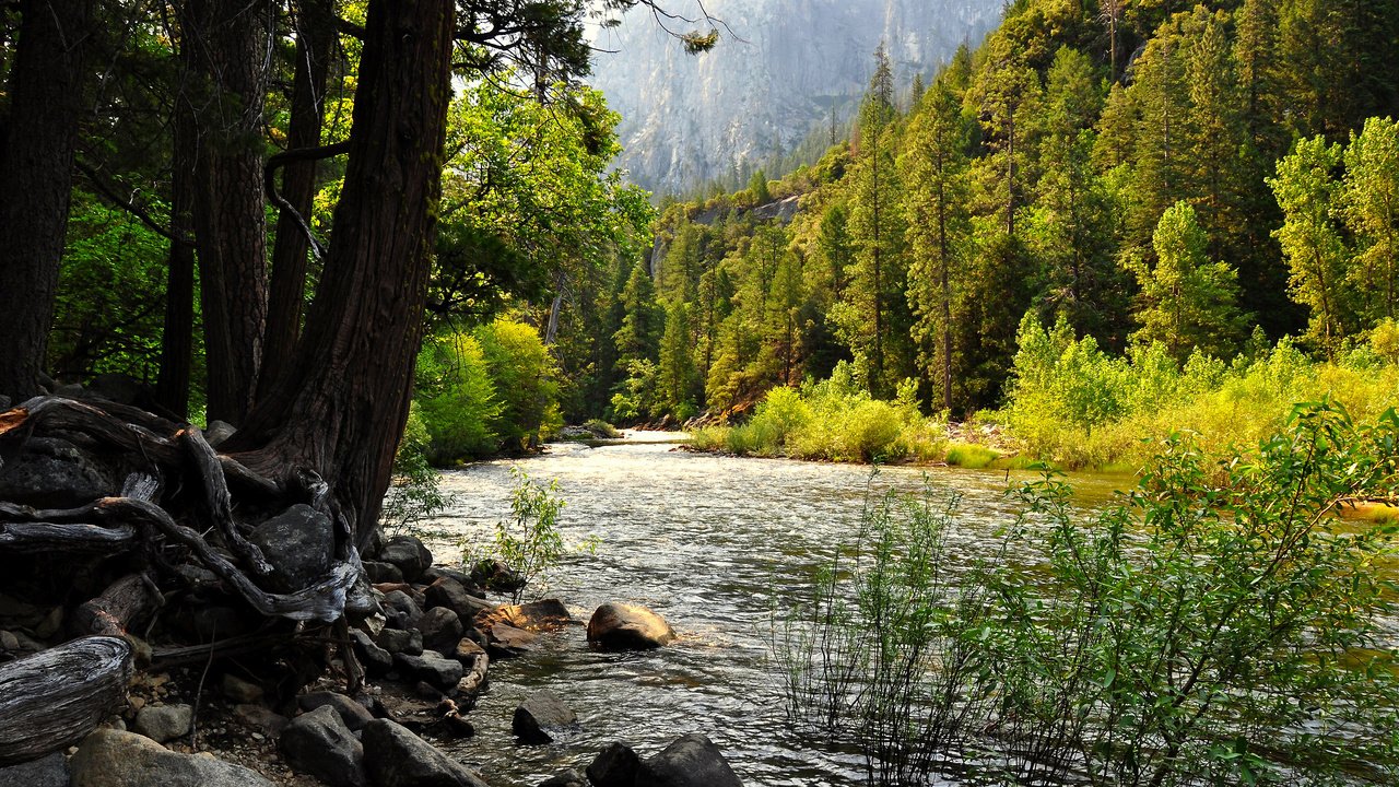 Обои озеро, лес, сша, калифорния, йосемити, lake, forest, usa, ca, yosemite разрешение 2560x1600 Загрузить