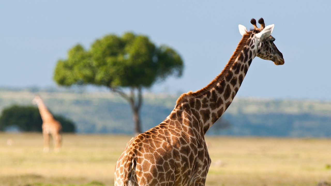 Обои пятна, жираф, саванна, шея, spot, giraffe, savannah, neck разрешение 2560x1600 Загрузить