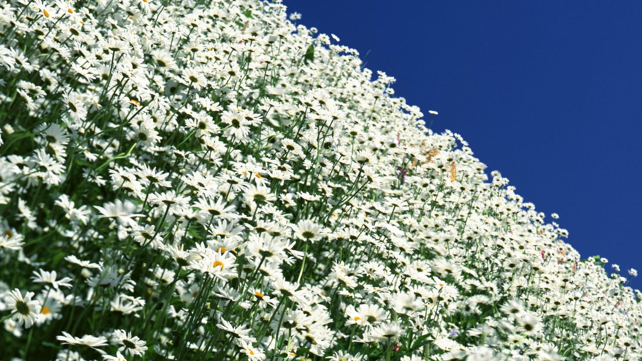 Обои ромашка, ромашковое поле, daisy, chamomile field разрешение 1920x1200 Загрузить