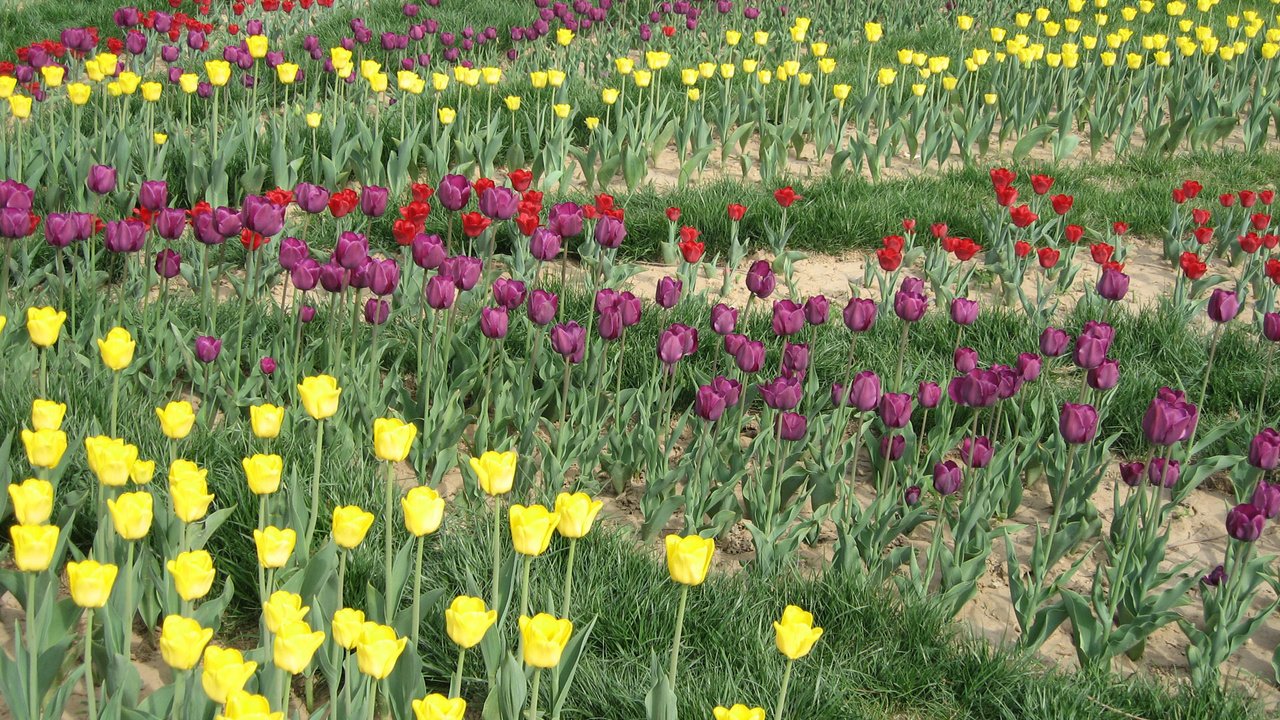 Обои цветы, тюльпаны, клумба, flowers, tulips, flowerbed разрешение 1920x1200 Загрузить