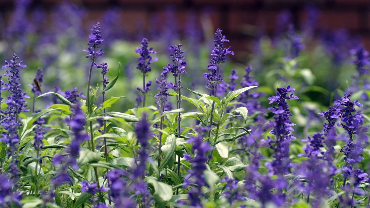 Обои цветы, лепестки, стебли, полевые цветы, шалфей, flowers, petals, stems, wildflowers, sage разрешение 1920x1200 Загрузить