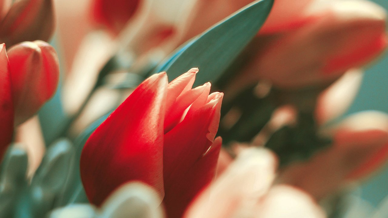 Обои цветы, макро, тюльпаны, flowers, macro, tulips разрешение 1920x1200 Загрузить