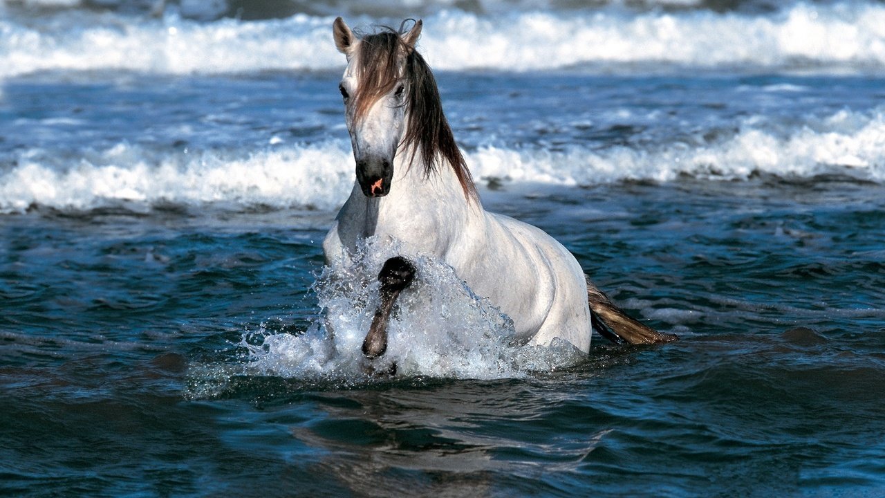 Обои лошадь, море, брызги, конь, грива, экран, копыта, horse, sea, squirt, mane, screen, hooves разрешение 1920x1200 Загрузить