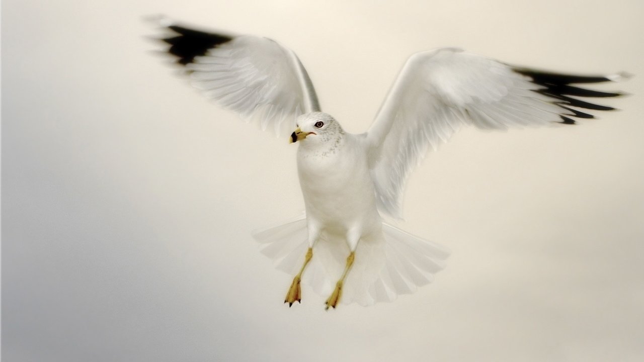 Обои полет, альбатрос, flight, albatross разрешение 1920x1200 Загрузить