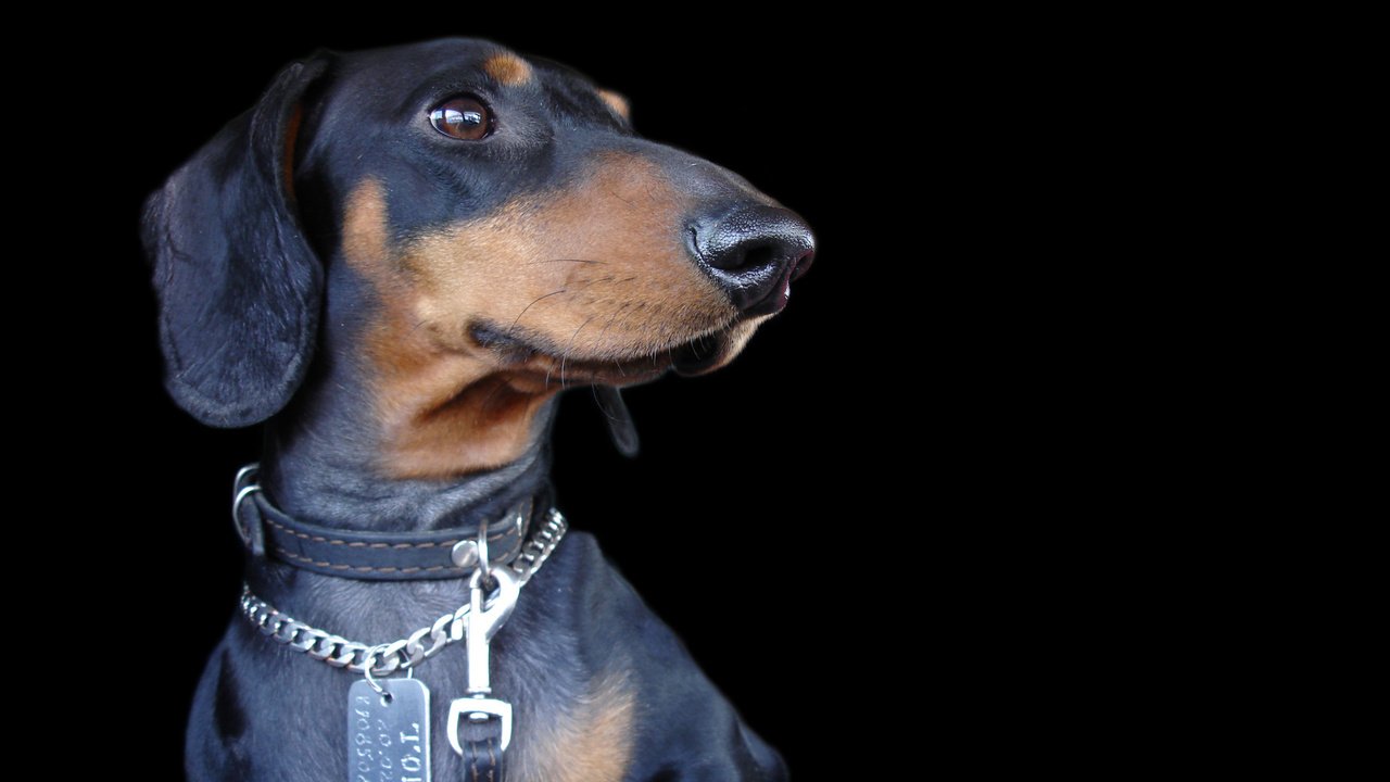 Обои мордочка, взгляд, собака, черный фон, ошейник, такса, muzzle, look, dog, black background, collar, dachshund разрешение 1920x1080 Загрузить