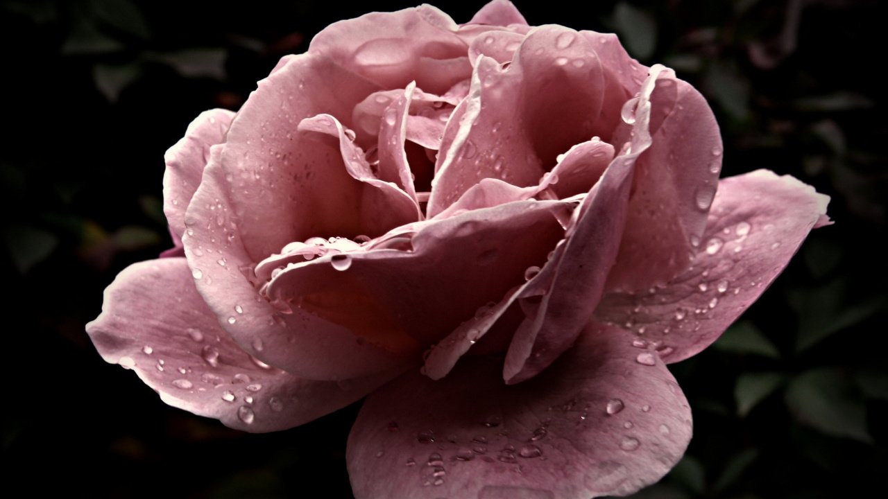 Обои цветок, капли, роза, крупный план, розовая, flower, drops, rose, close-up, pink разрешение 1920x1200 Загрузить