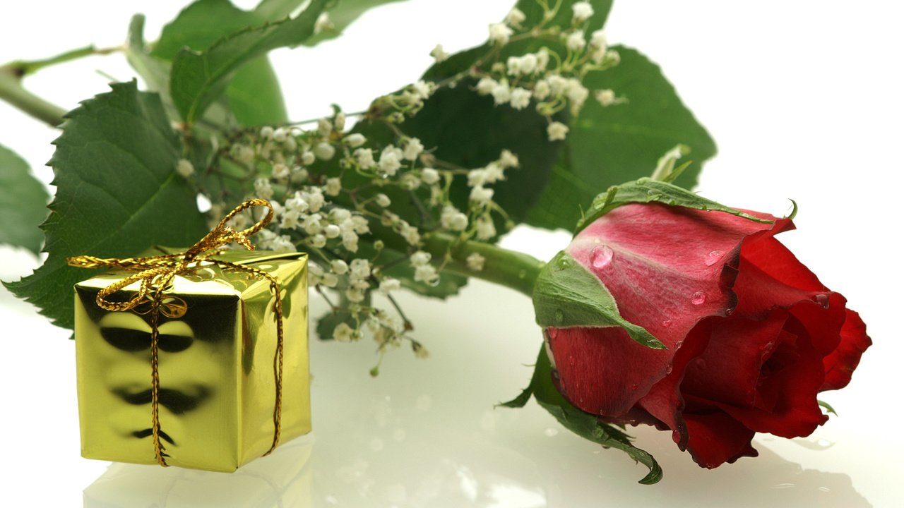 Обои цветы, роза, подарок, гипсофила, flowers, rose, gift, gypsophila разрешение 2560x1600 Загрузить