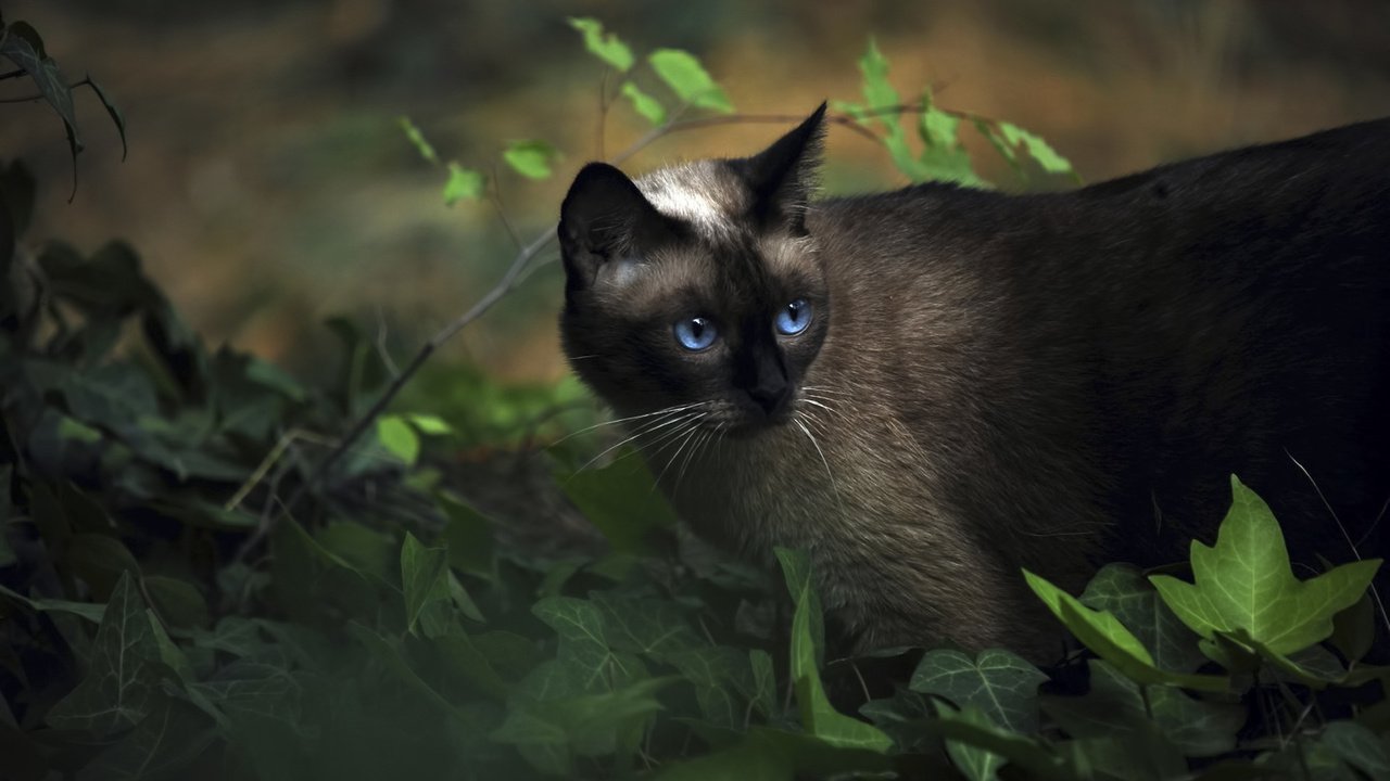 Обои трава, кот, сиамский, голубоглазый, grass, cat, siamese, blue-eyed разрешение 1920x1200 Загрузить