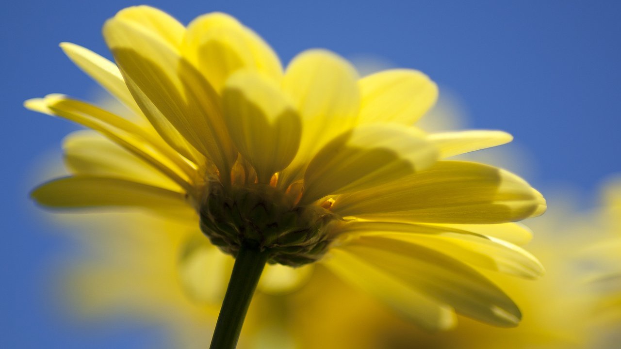 Обои природа, желтый, цветок, nature, yellow, flower разрешение 2560x1600 Загрузить