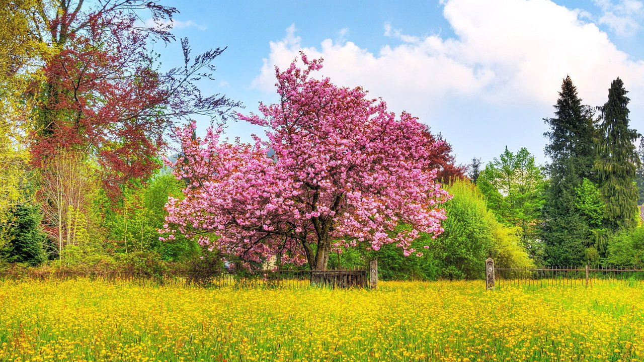 Обои небо, деревья, природа, цветение, поле, весна, вишневое дерево, the sky, trees, nature, flowering, field, spring, cherry tree разрешение 1920x1200 Загрузить