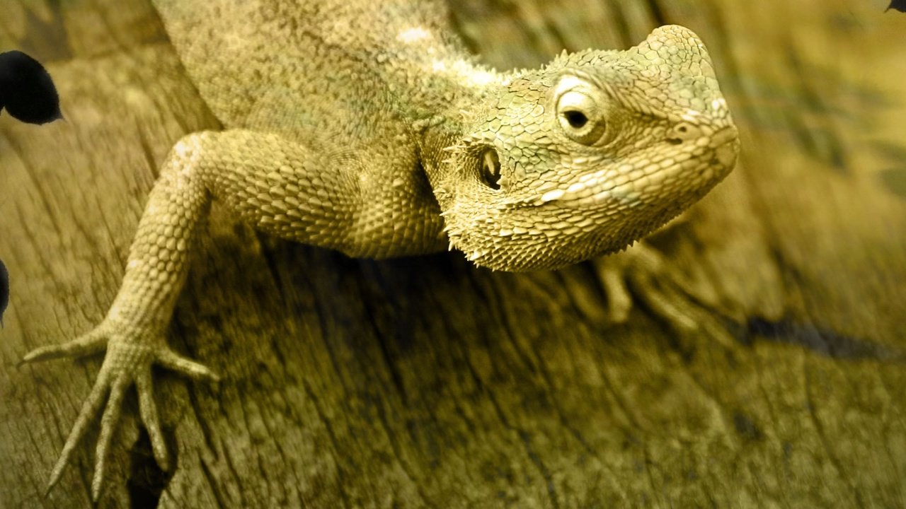 Обои ящерица, игуана, lizard, iguana разрешение 3200x1200 Загрузить