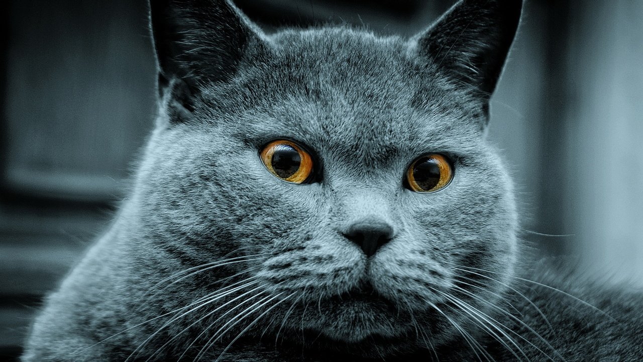 Обои животные, кот, кошка, британская короткошерстная, любимый питомец, animals, cat, british shorthair разрешение 1920x1080 Загрузить