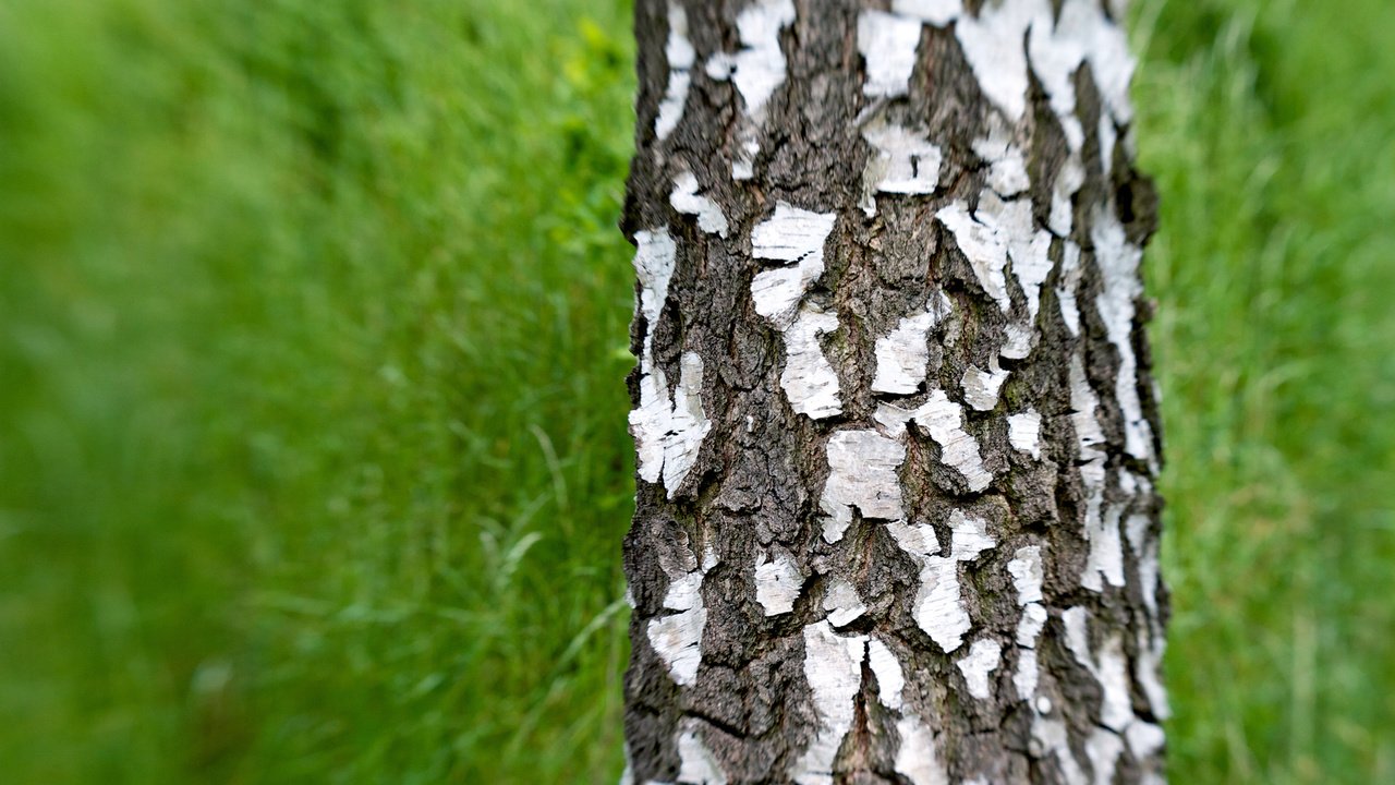 Обои трава, зелень, береза, grass, greens, birch разрешение 1920x1080 Загрузить