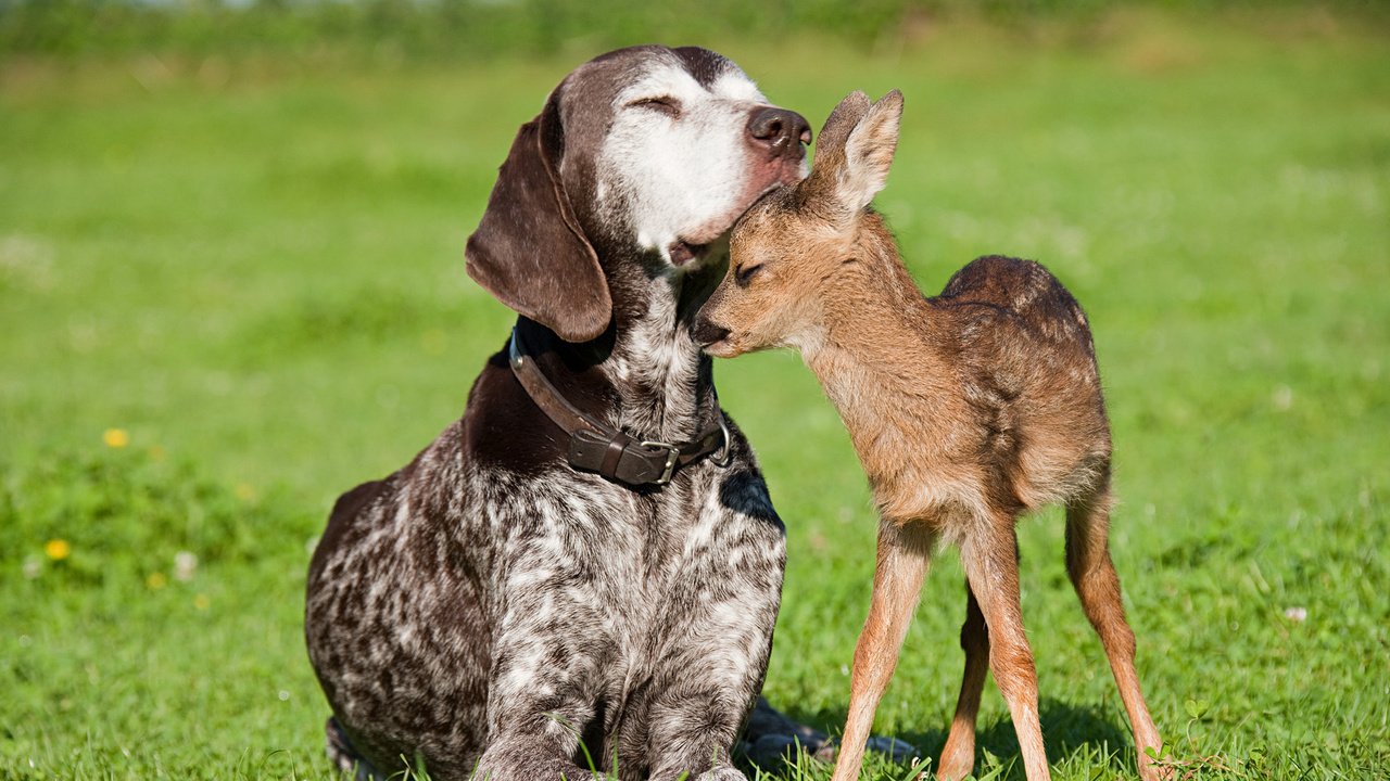 Обои собака, дружба, олененок, dog, friendship, fawn разрешение 1920x1080 Загрузить