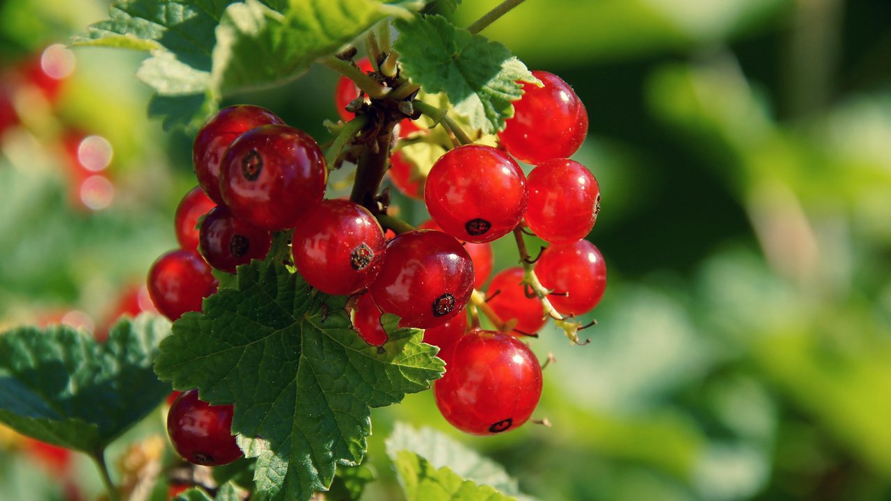 Обои листья, ягода, красная смородина, смородина, боке, кислица, leaves, berry, red currant, currants, bokeh, oxalis разрешение 1920x1278 Загрузить