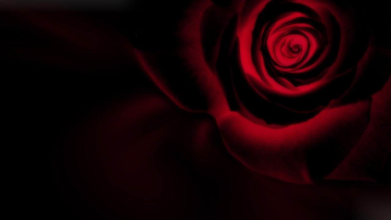 Обои роза, черный фон, инверсия, rose, black background, inversion разрешение 2560x1600 Загрузить