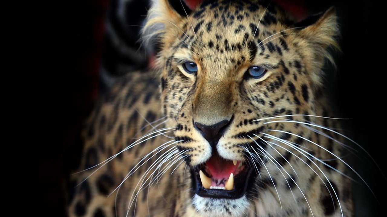 Обои фон, усы, взгляд, леопард, оскал, темный, background, mustache, look, leopard, grin, dark разрешение 1920x1419 Загрузить