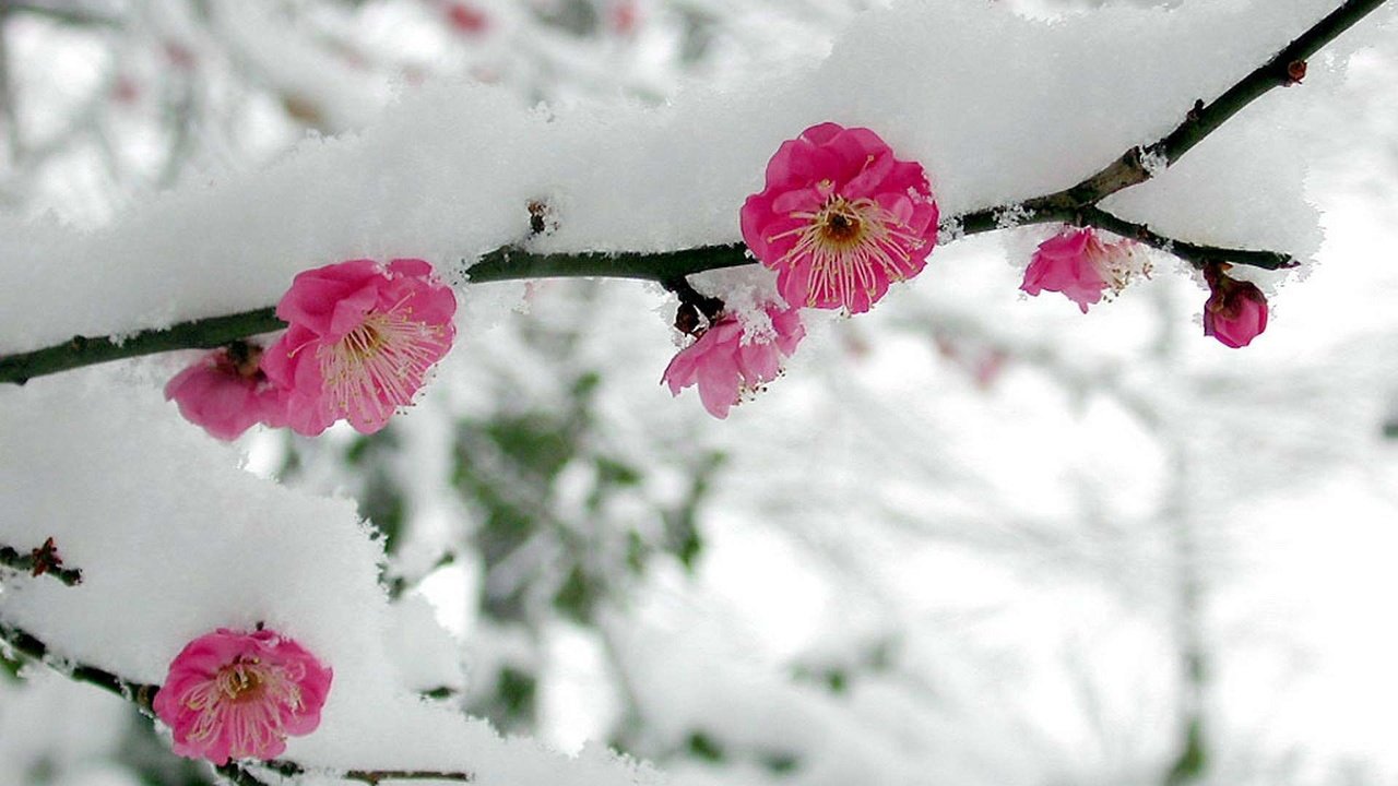 Обои цветы, ветка, снег, весна, сакура, flowers, branch, snow, spring, sakura разрешение 1920x1200 Загрузить