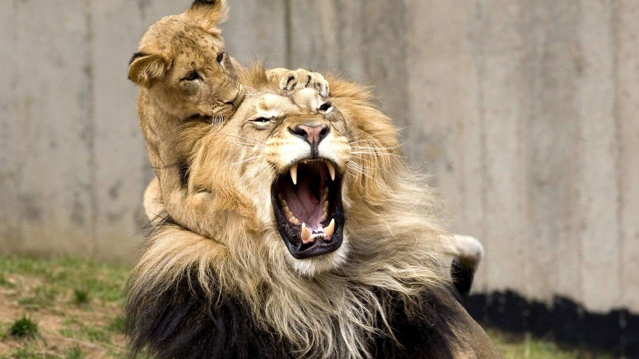 Обои игра, львы, лев, оскал, львёнок, детеныш, the game, lions, leo, grin, lion, cub разрешение 1920x1200 Загрузить