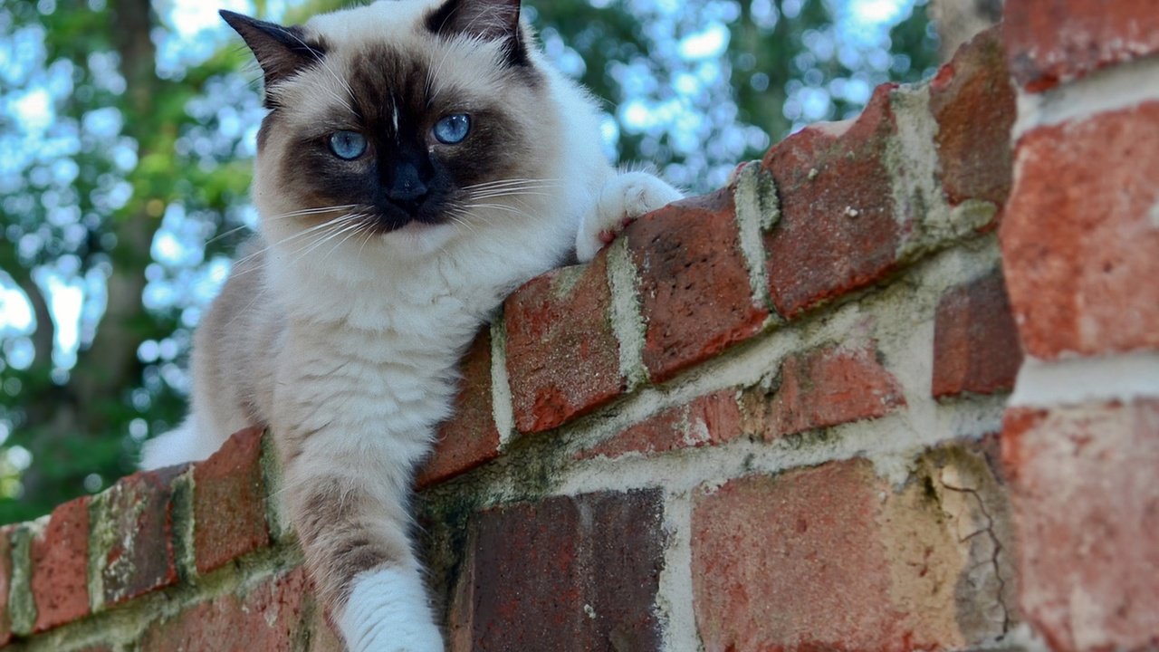 Обои глаза, кот, кошка, взгляд, забор, кирпичи, сиамский, eyes, cat, look, the fence, bricks, siamese разрешение 1920x1200 Загрузить