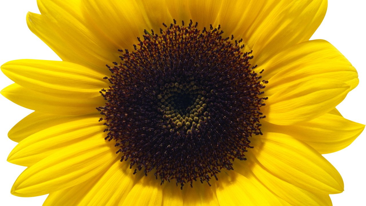 Обои цветок, лепестки, подсолнух, белый фон, flower, petals, sunflower, white background разрешение 2649x2648 Загрузить