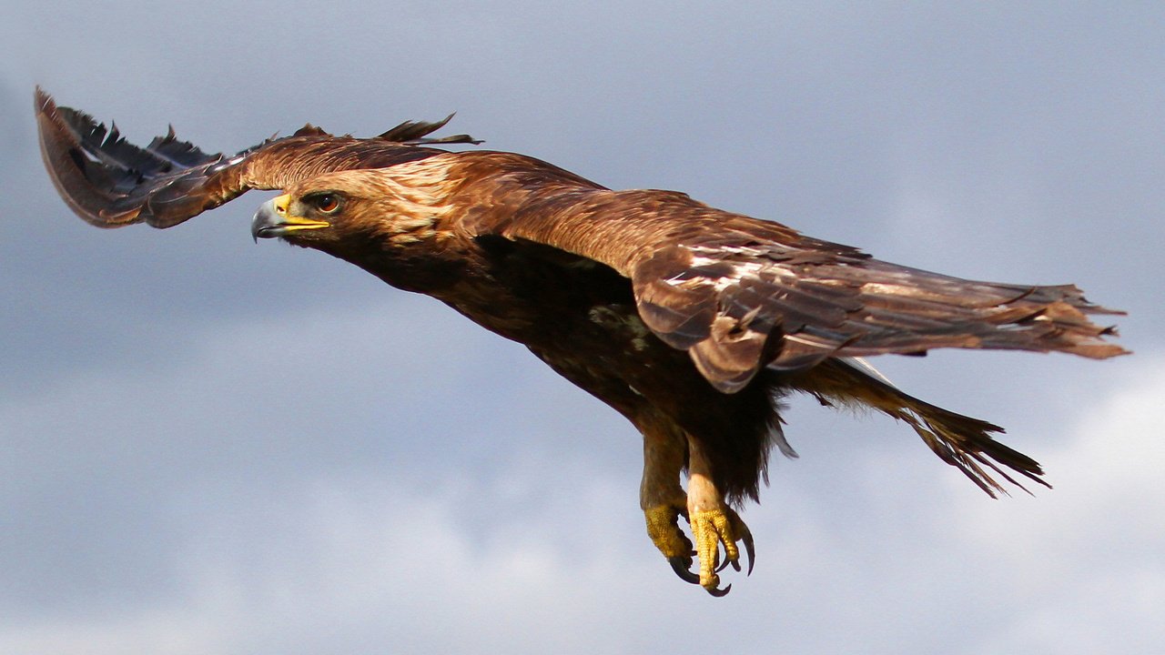 Обои небо, полет, орел, птица, хищная, the sky, flight, eagle, bird, predatory разрешение 1920x1200 Загрузить