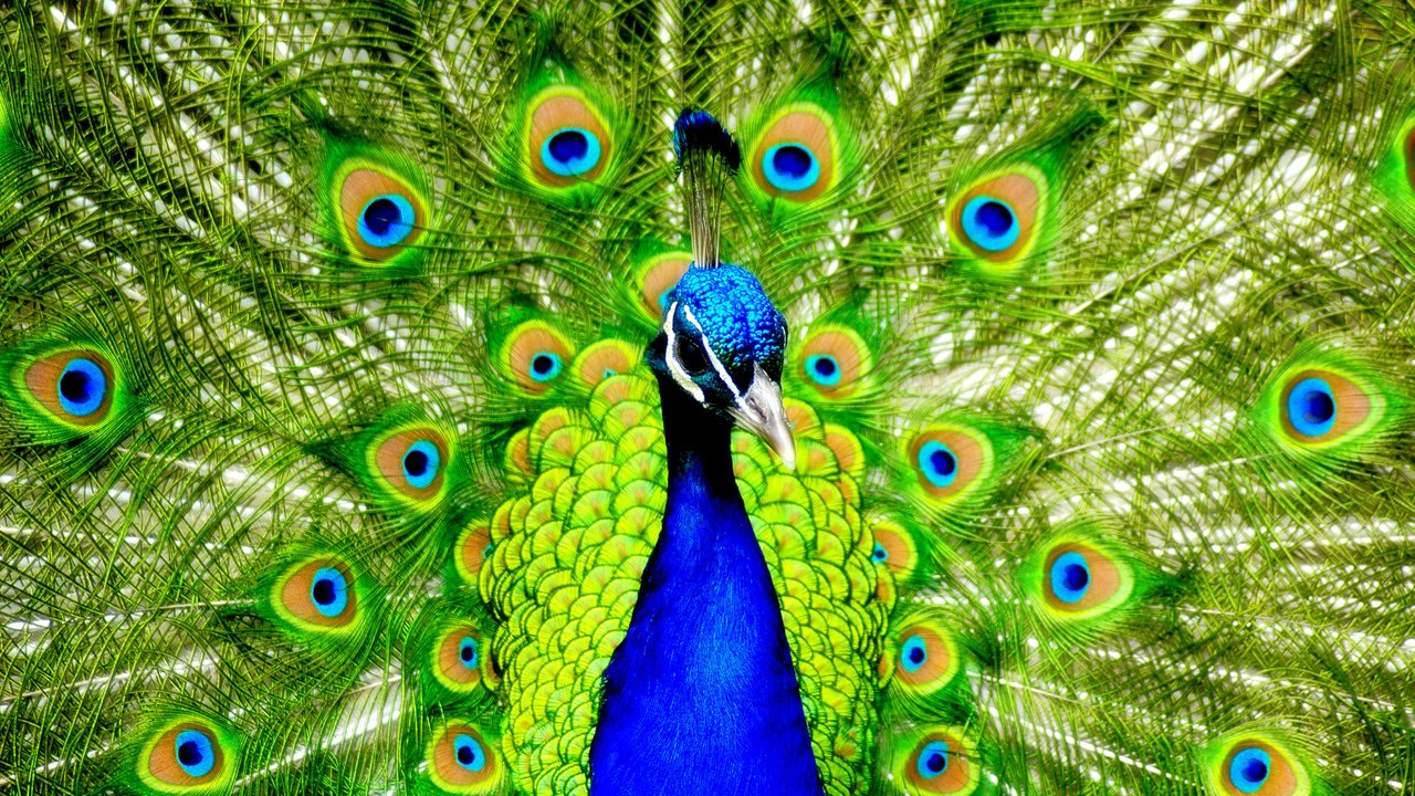 Обои птицы, павлин, перья, красивый, хвост, birds, peacock, feathers, beautiful, tail разрешение 1920x1280 Загрузить