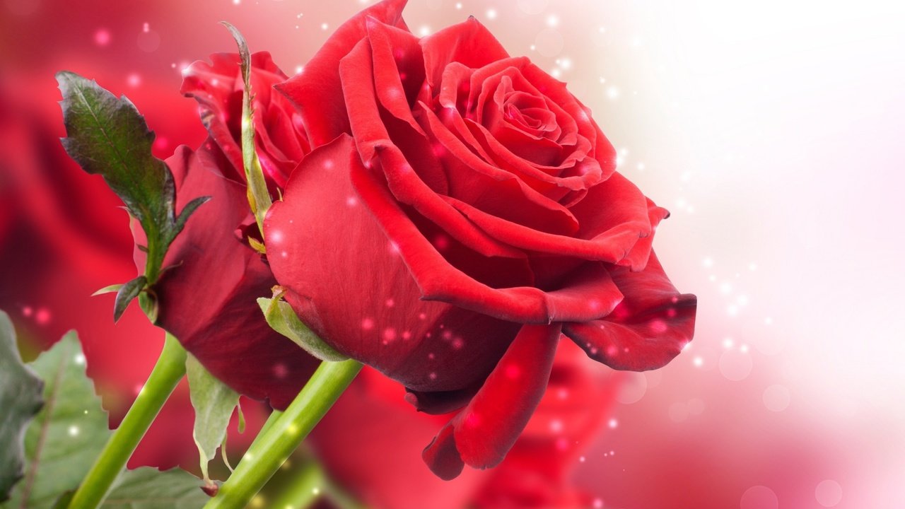 Обои цветы, розы, лепестки, красные, букет, стебли, flowers, roses, petals, red, bouquet, stems разрешение 2560x1600 Загрузить