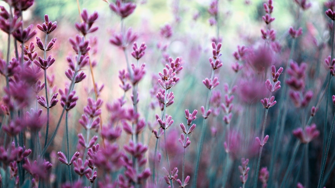 Обои цветы, природа, поле, лаванда, размытость, сиреневые, flowers, nature, field, lavender, blur, lilac разрешение 2880x1800 Загрузить